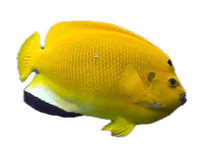 Saltwater Fish for sale