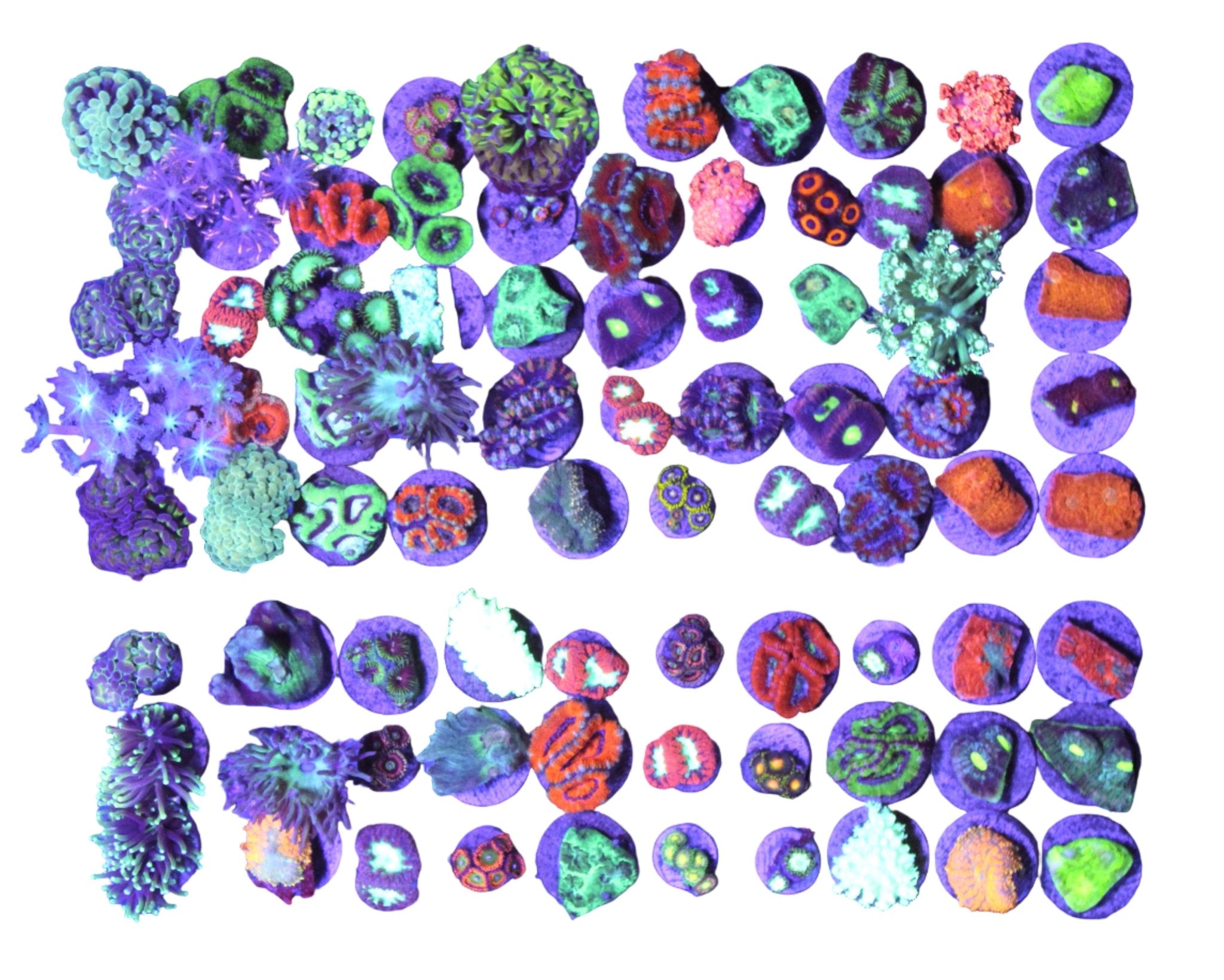 Frag Packs | Premium Coral Bundles Available - Corals Depot