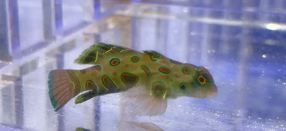 Gobies - Coralsdepot