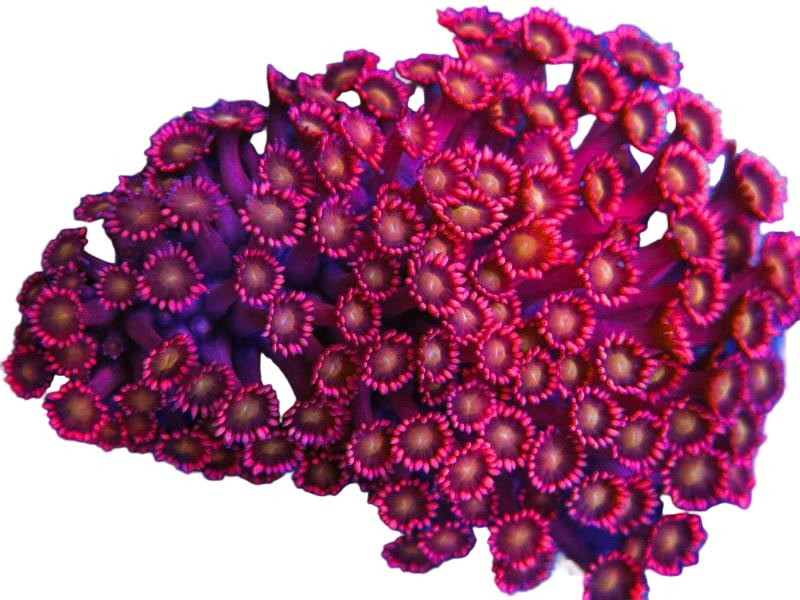 Gonis and Alvis | Vibrant Reef Corals - Corals Depot