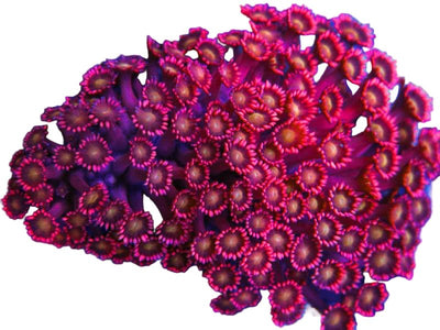 Gonis and Alvis - Coralsdepot
