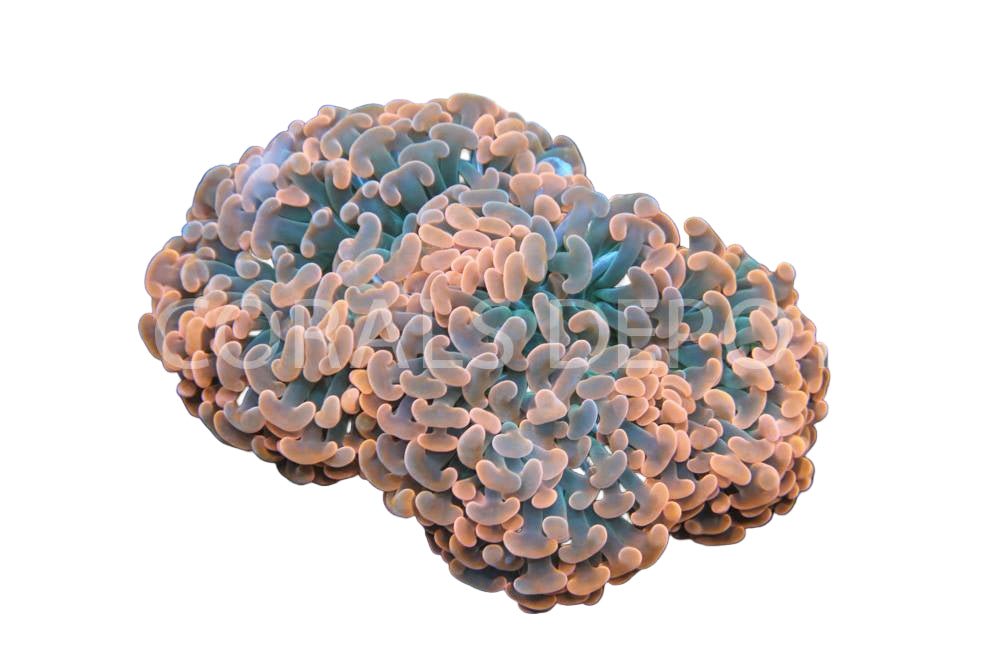 Hammers - Coralsdepot