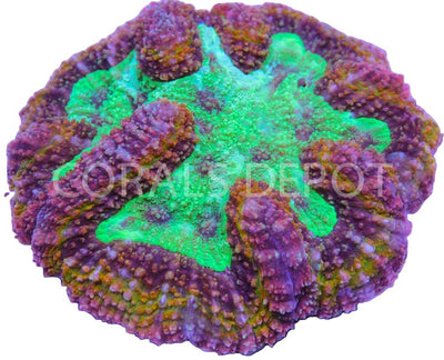 Lobos - Coralsdepot