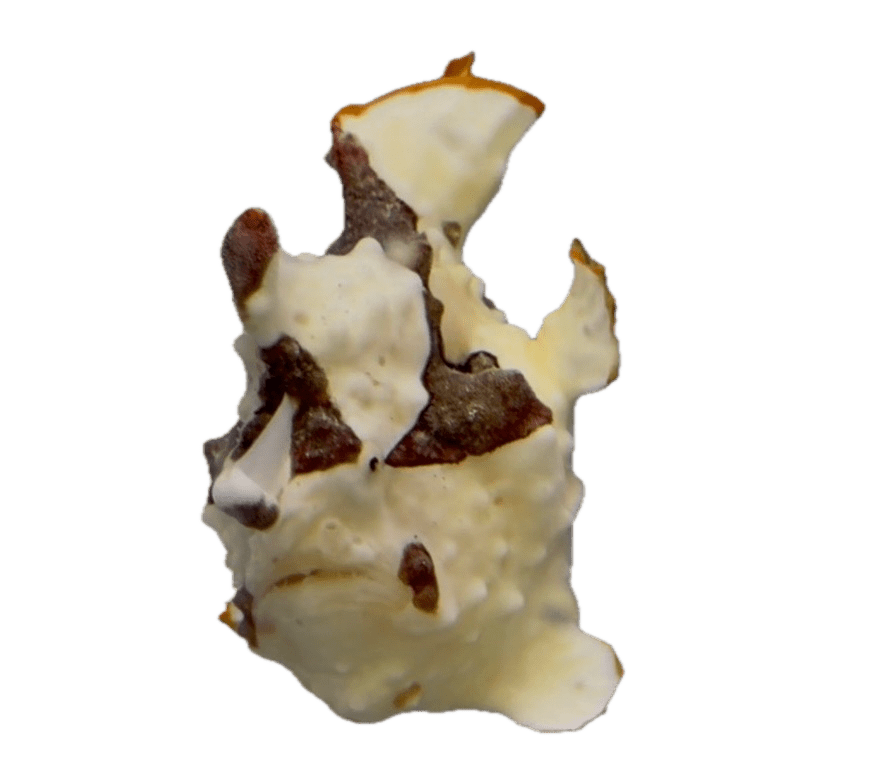 Other Fishes - Coralsdepot