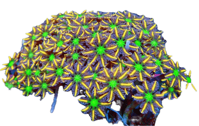 Polyps - Coralsdepot