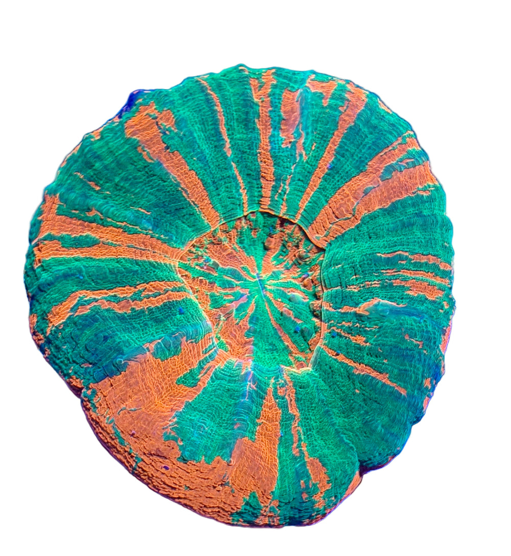 Scolys - Coralsdepot