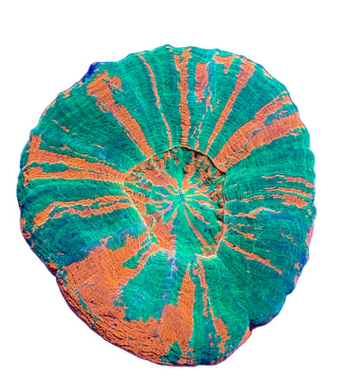 Scolys - Coralsdepot