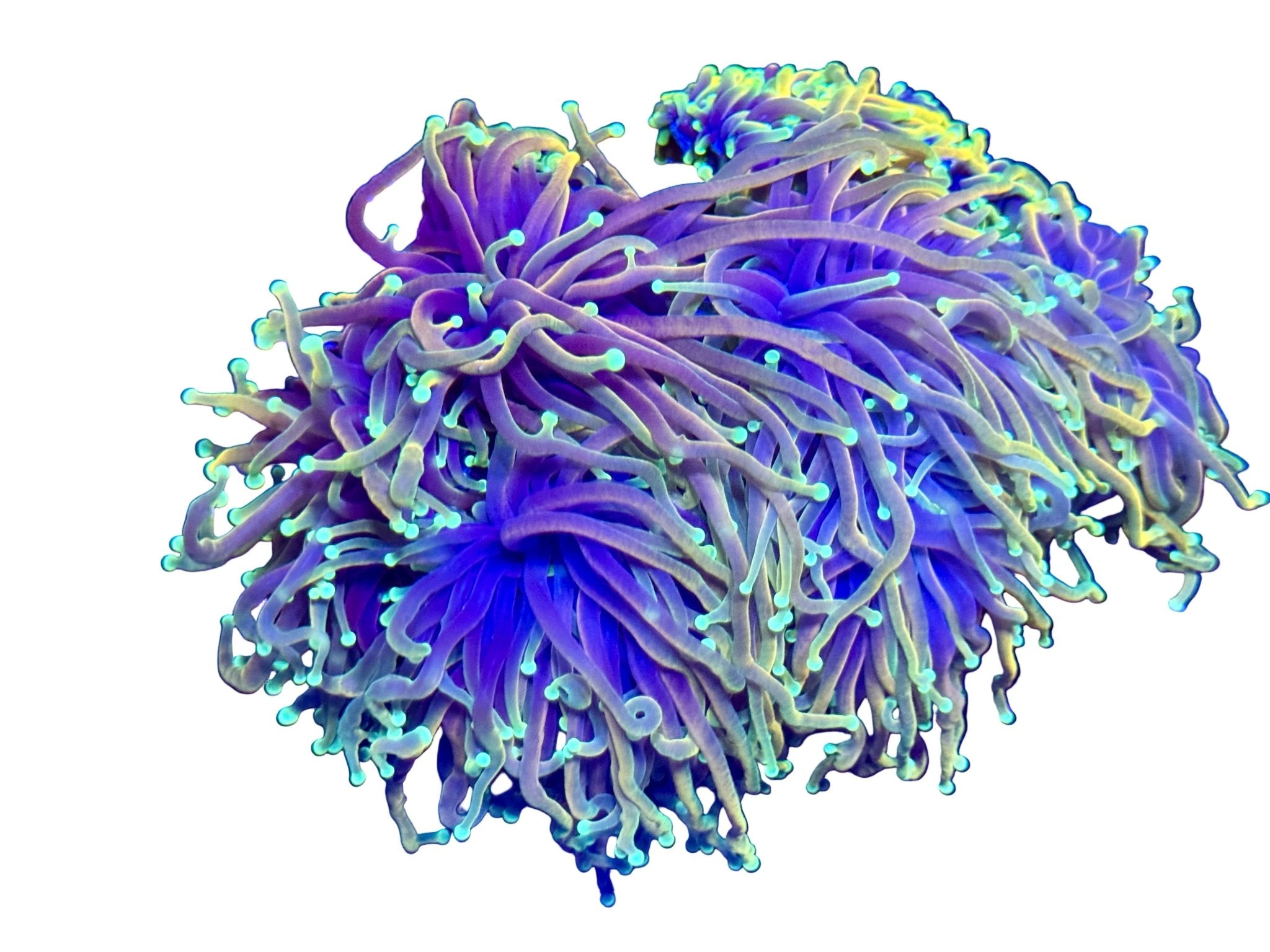 THE CORAL 稀少 7インチ 3枚セット Torch Coral | Vibrant LPS for Reef Tanks - Corals Depot