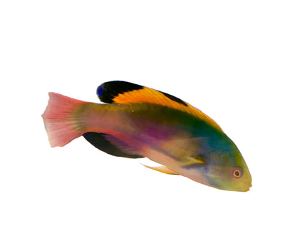 Wrasses - Coralsdepot