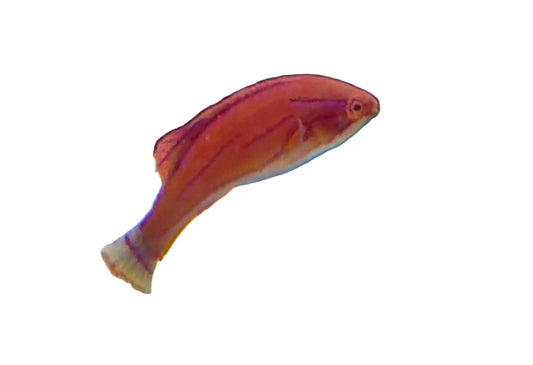 Wrasses