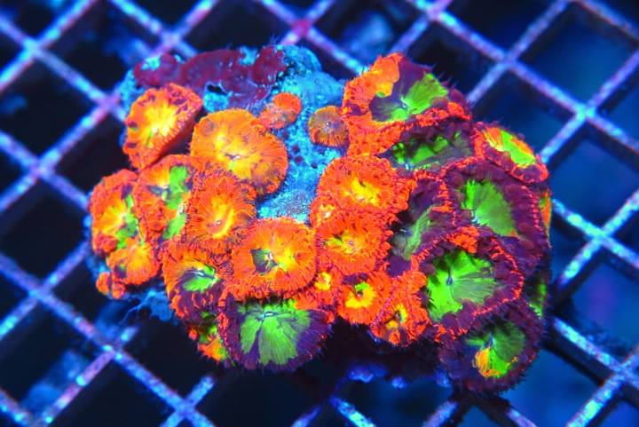 WYSIWYG Corals - Coralsdepot