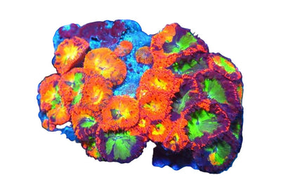 WYSIWYG Corals - Coralsdepot