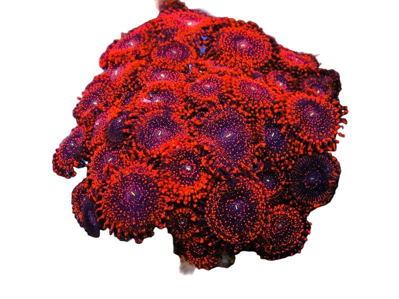 Zoanthids/Polyps: Colorful Coral Variety! - Corals Depot