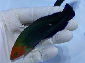 Redhead Wrasse (Halichoeres rubricephalus) – Reef Safe Pest Hunter