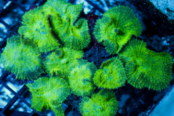 Green Mushroom Rock