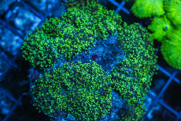 Green Hairy Mushroom