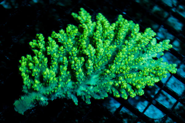 Australian Highlighter Green Acro Colony