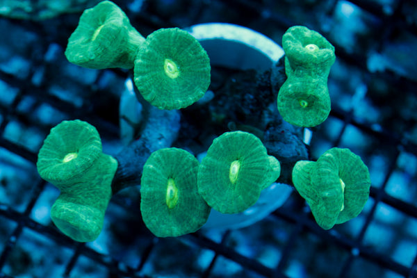 Green Candy Cane Coral