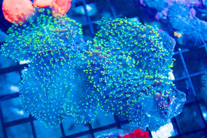 Green Hairy Mushroom