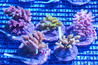 LIVE CORAL - WYSIWYG - 10.23.328