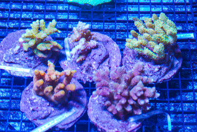 LIVE CORAL - WYSIWYG - 10.23.331