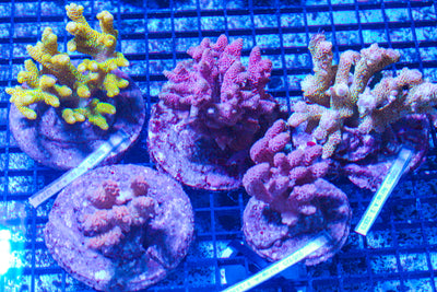 LIVE CORAL - WYSIWYG - 10.23.332