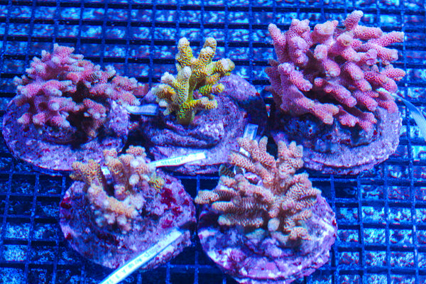 LIVE CORAL - WYSIWYG - 10.23.334