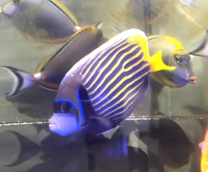 Emperor Anglefish