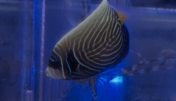 Emperor Anglefish Changing