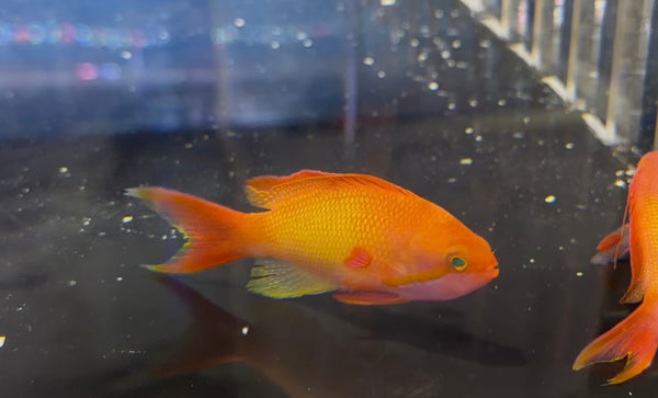 Lyretail Anthias Male