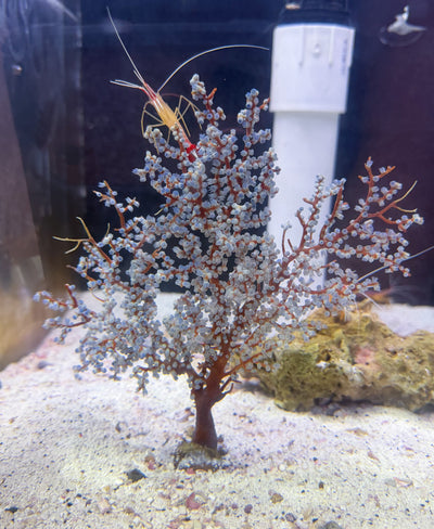 LIVE CORAL - WYSIWYG - 10.20.1