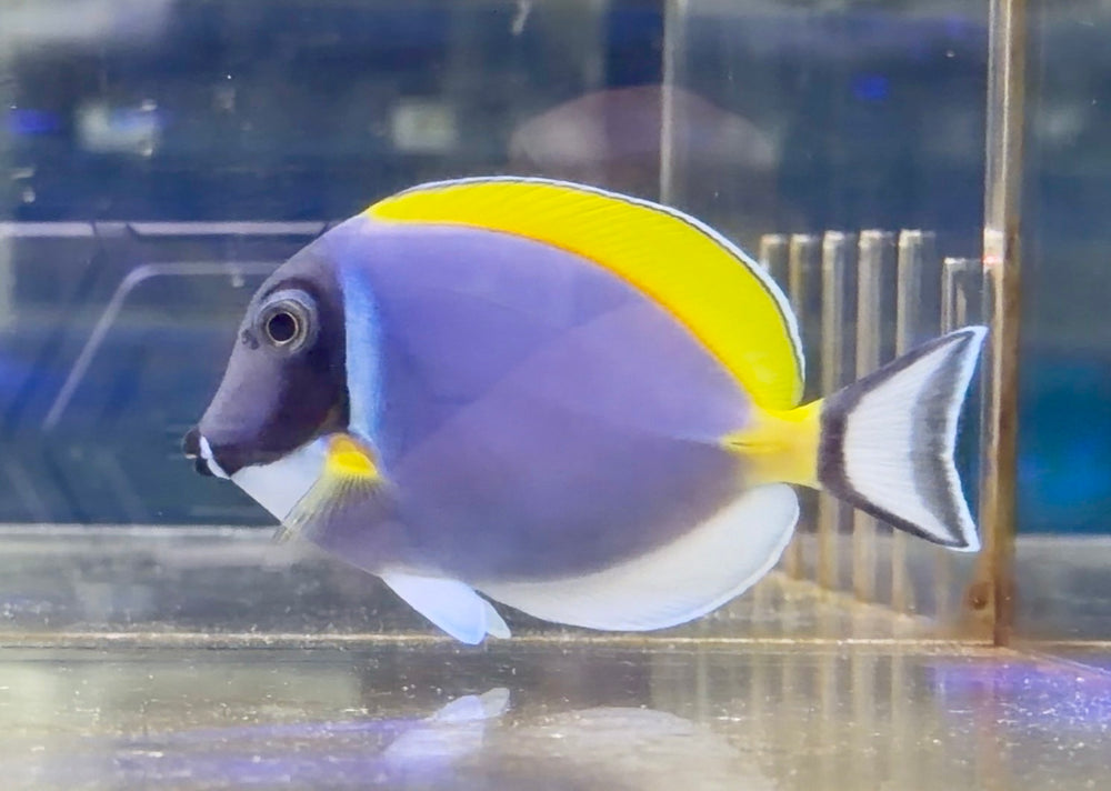 Powder Blue Tang