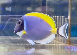 Powder Blue Tang
