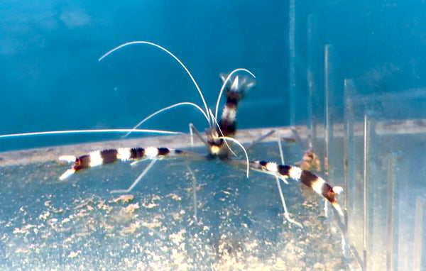 Coral Banded Shrimp