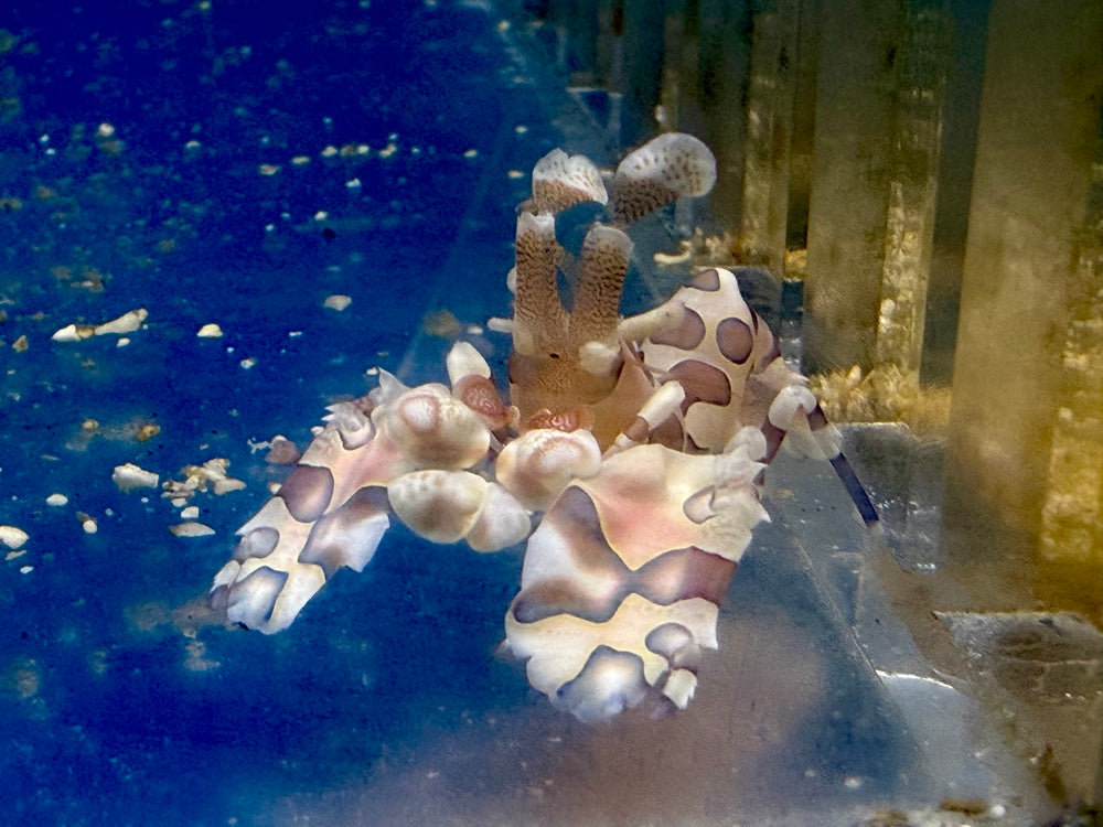 Harlequin Shrimp