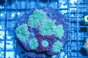 LIVE CORAL - WYSIWYG - 10.23.310