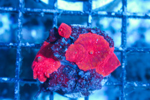 LIVE CORAL - WYSIWYG - 10.23.311