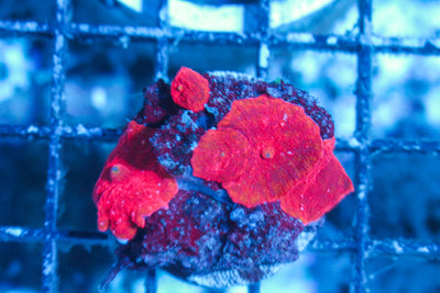 LIVE CORAL - WYSIWYG - 10.23.311