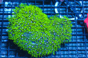LIVE CORAL - WYSIWYG - 10.23.313