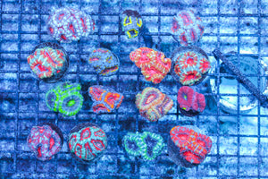 LIVE CORAL - WYSIWYG - 10.23.314