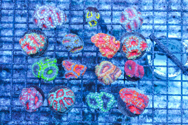 LIVE CORAL - WYSIWYG - 10.23.314