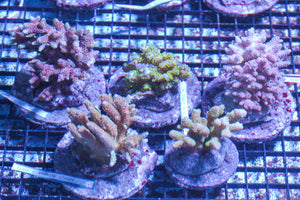 LIVE CORAL - WYSIWYG - 10.23.328