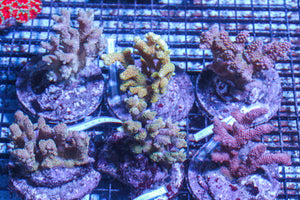 LIVE CORAL - WYSIWYG - 10.23.329