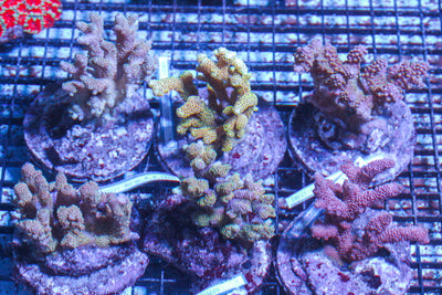LIVE CORAL - WYSIWYG - 10.23.329