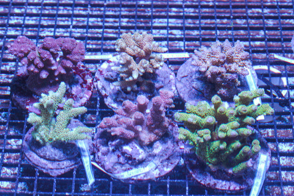 LIVE CORAL - WYSIWYG - 10.23.330