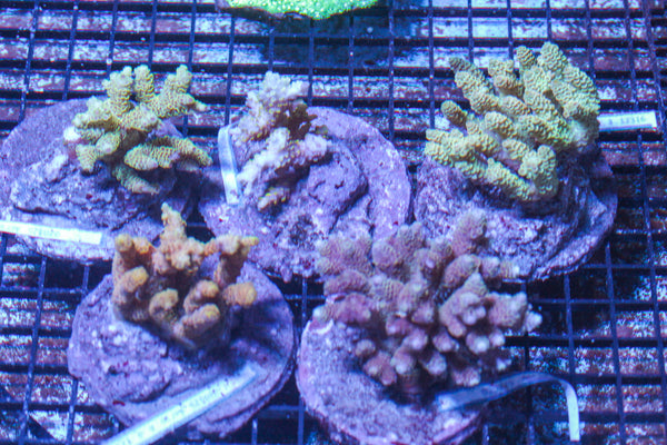 LIVE CORAL - WYSIWYG - 10.23.331