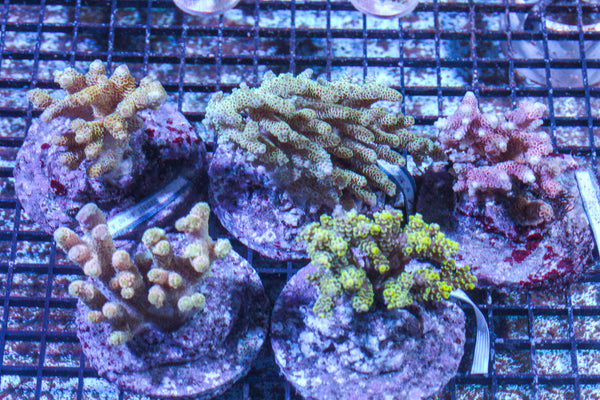 LIVE CORAL - WYSIWYG - 10.23.333