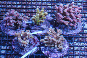 LIVE CORAL - WYSIWYG - 10.23.334