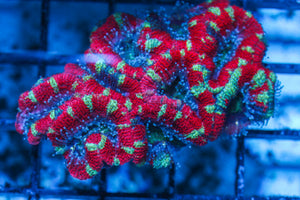 LIVE CORAL - WYSIWYG - 10.30.100