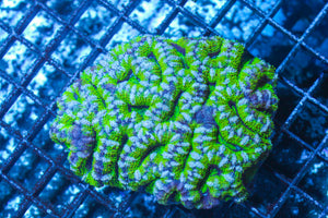 LIVE CORAL - WYSIWYG - 10.30.102